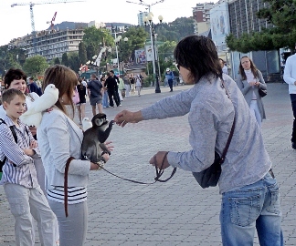 В Алуште введен мораторий на проведение мероприятий с использованием животных