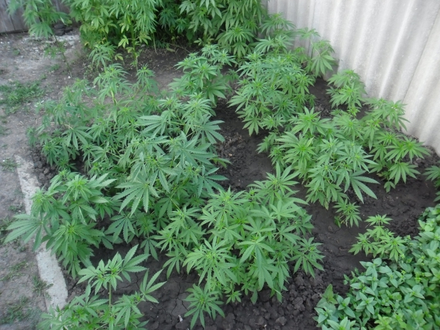 Крымчанка выращивала у себя на огороде коноплю