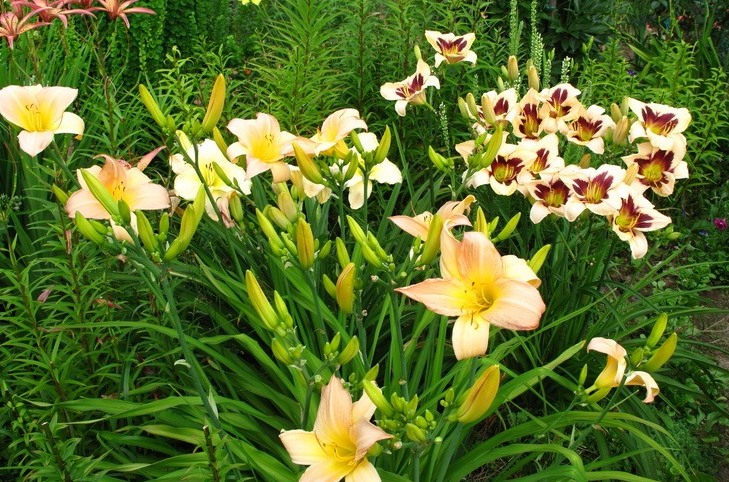 В Никитском ботсаду открылась выставка лилейника