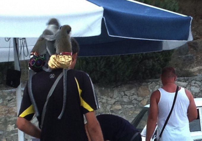 В Алуште выявлен факт предоставления фотоуслуг с животными В Алуште выявлен факт предоставления фотоуслуг с животными