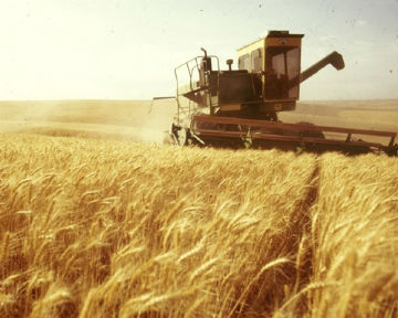 В Крыму урожайность зерновых выросла в 2,5 раза