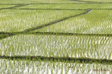 На компенсацию убытков рисовых угодий в Крыму выделят 273 млн. рублей