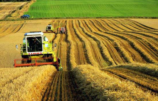 В Минсельхозе Крыма создадут управление по развитию сельских территорий В Минсельхозе Крыма создадут управление по развитию сельских территорий
