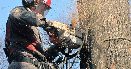 В Симферополе сносят аварийные деревья