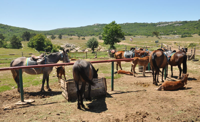 Предпринимателям с плато Ай-Петри помогут наладить диалог с властями Крыма Предпринимателям с плато Ай-Петри помогут наладить диалог с властями Крыма