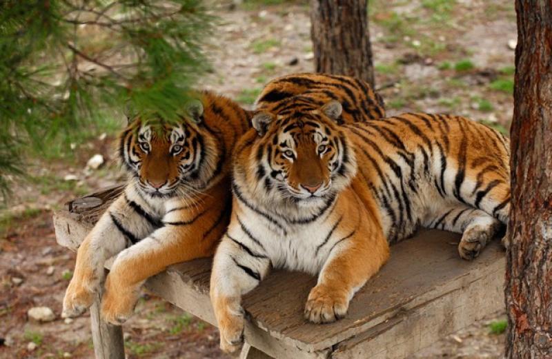 В Крыму хотят создать центр по сохранению амурских тигров В Крыму хотят создать центр по сохранению амурских тигров