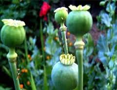 Житель Сакского района выращивал мак и коноплю