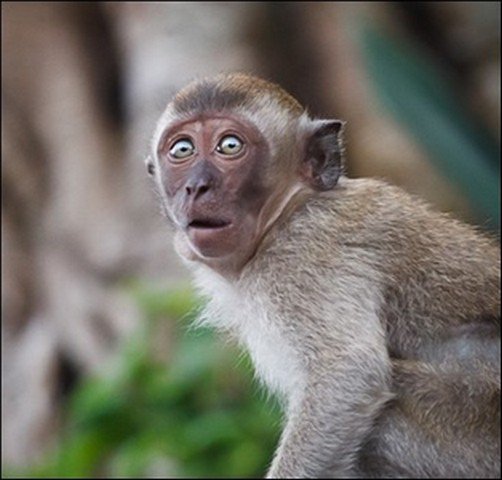 В Севастополе обезьяна убила ребенка