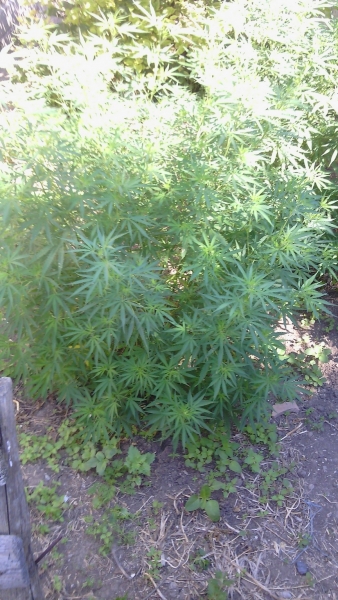 В Симферопольском районе местный житель выращивал коноплю В Симферопольском районе местный житель выращивал коноплю