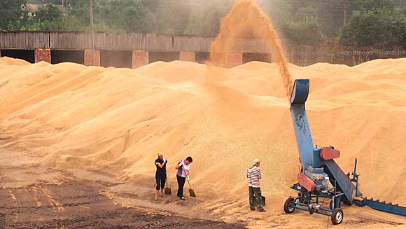 В Красноперекопском районе на зернотоке погиб ребенок