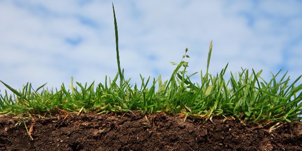 Федеральный агрохимический центр оценит плодородие крымских почв