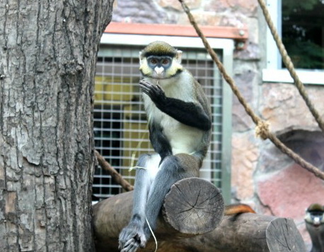 В Севастополе полицейские изъяли животных из частного мини-зоопарка В Севастополе полицейские изъяли животных из частного мини-зоопарка