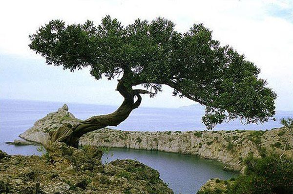 В голосовании за растение-символ Крыма лидирует можжевельник высокий