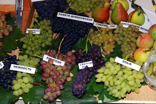 В Алуште проходит выставка-продажа винограда