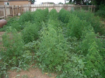 Под Симферополем уничтожили плантацию конопли Под Симферополем уничтожили плантацию конопли