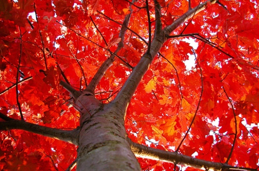 Кабардино-Балкария подарит Крыму 70 красных дубов