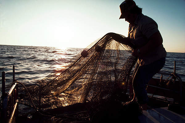 За вылов тонны промысловой рыбы в Керчи осужден браконьер За вылов тонны промысловой рыбы в Керчи осужден браконьер