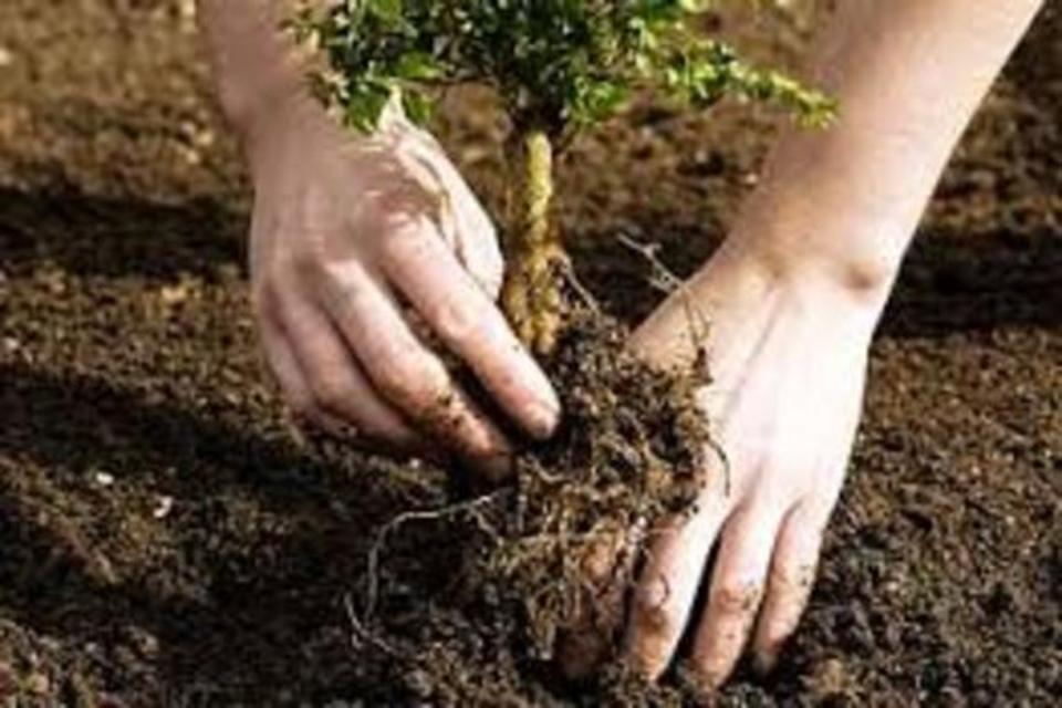 В Бахчисарайском районе проведут праздник посадки деревьев В Бахчисарайском районе проведут праздник посадки деревьев