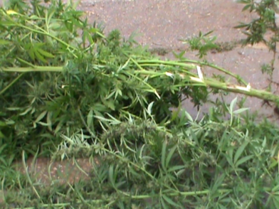 Жительница Сак выращивала у себя на участке коноплю Жительница Сак выращивала у себя на участке коноплю