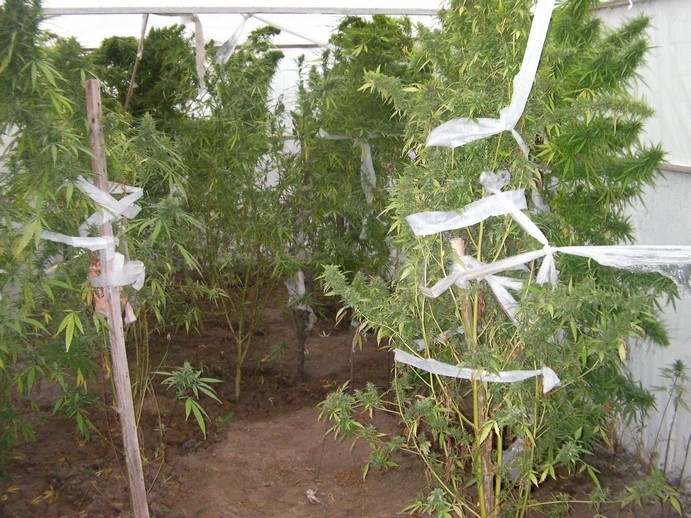 Житель Керчи попался на выращивании марихуаны 