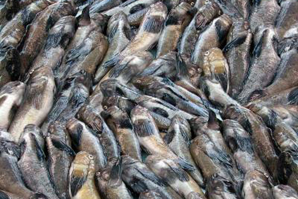 Россельхознадзор не пустил в Крым 35 тонн подозрительного бычка Россельхознадзор не пустил в Крым 35 тонн подозрительного бычка