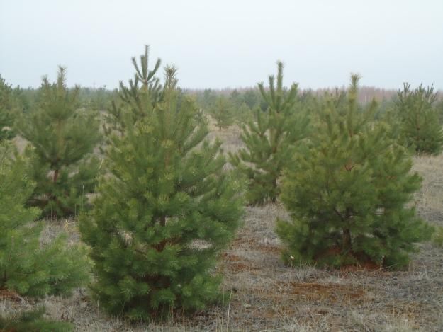 Для крымчан к новогодним праздникам заготовят более 8 тыс сосен Для крымчан к новогодним праздникам заготовят более 8 тыс сосен