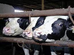 В Крым не допустили телят с признаками инфекционных заболеваний В Крым не допустили телят с признаками инфекционных заболеваний