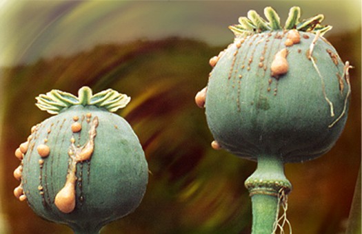 Крымская полиция задержала мужчину с партией опия