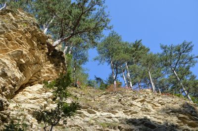 Ялтинский горно-лесной заповедник приступает к предновогодней охране хвойных насаждений