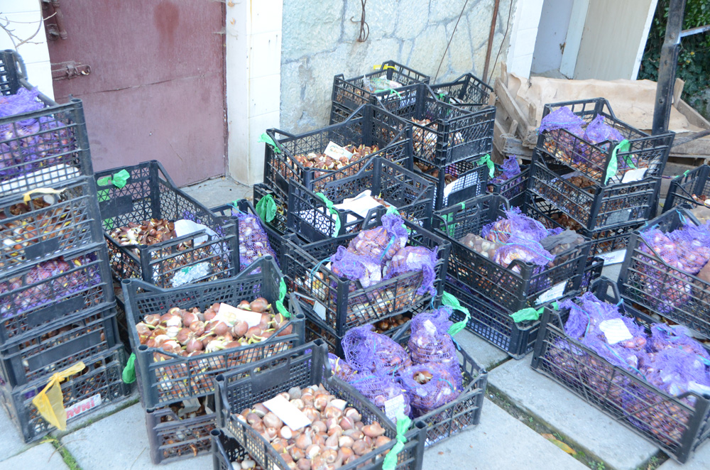 В Никитском ботаническом саду высадят 220 сортов тюльпанов