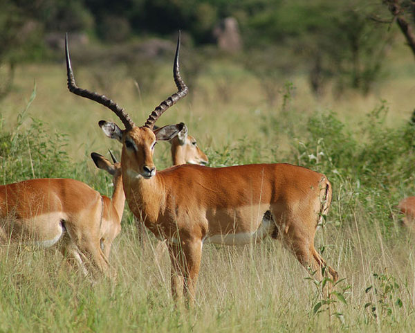 В Крыму антилопа травмировала 13-летнюю девочку, возбуждено уголовное дело 