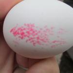 На въезде в Крым задержана крупная партия куриных яиц, представляющих опасность для здоровья крымчан