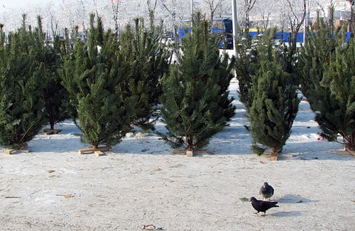 Николай Янаки: к елочным спекулянтам будут применяться штрафы