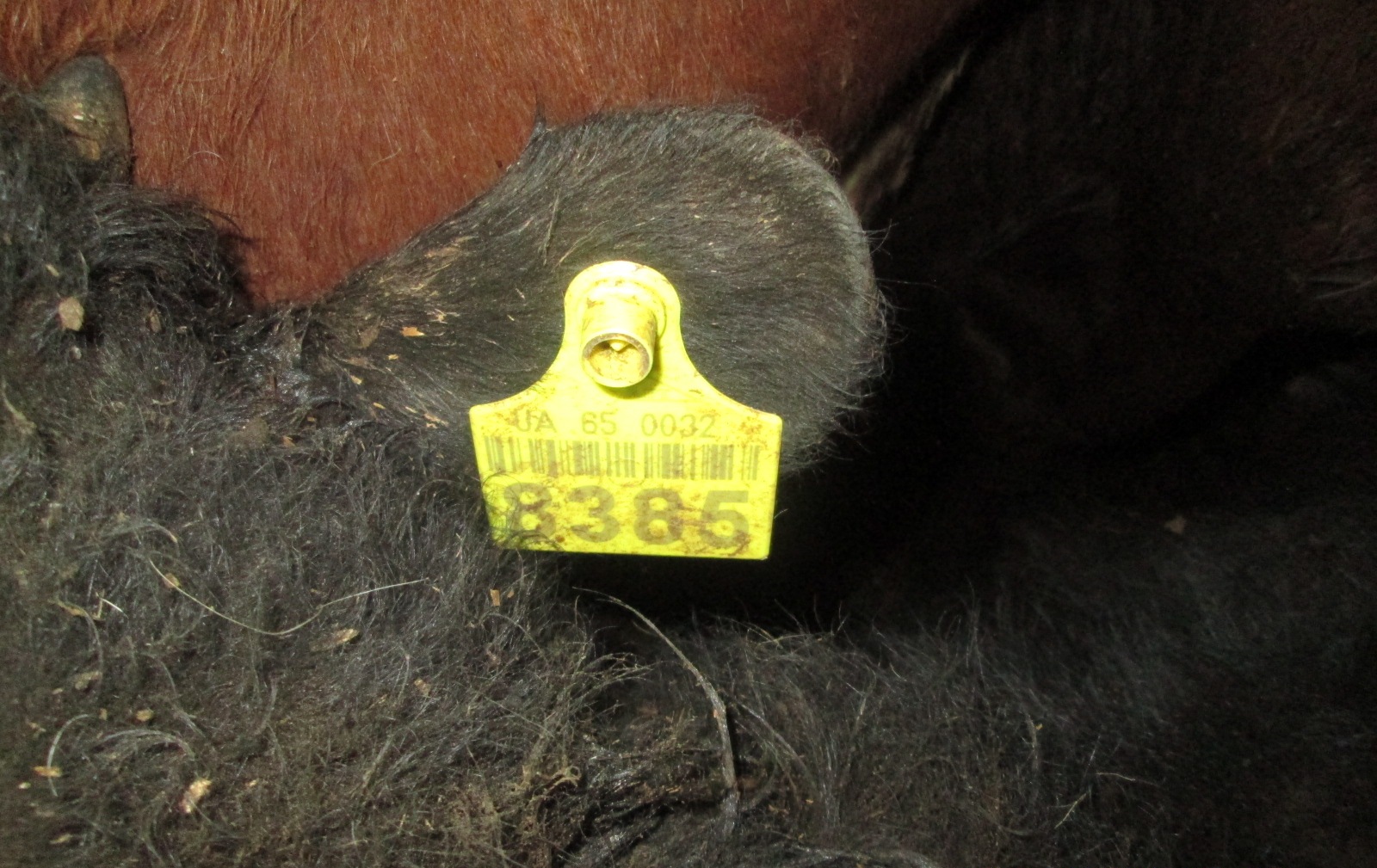 В Крым не пустили партию скота с подложными документами