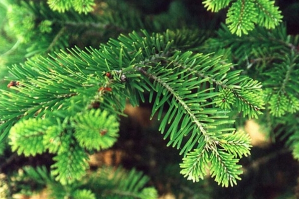 Возле ДК «Корабел» установили «живую» елку Возле ДК «Корабел» установили «живую» елку