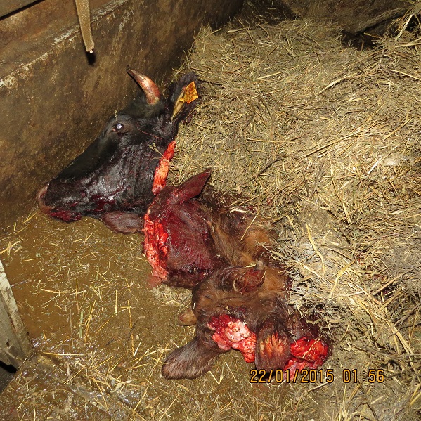 В Крым с Украины не попало контрабандное мясо, перевозимое в антисанитарных условиях