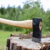 Ялтинские депутаты требуют ужесточить наказание за вырубку реликтовых и вековых деревьев