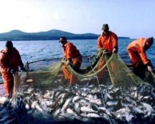 По итогам 2014 года более 75% улова было добыто рыбодобывающими предприятиями Севастополя