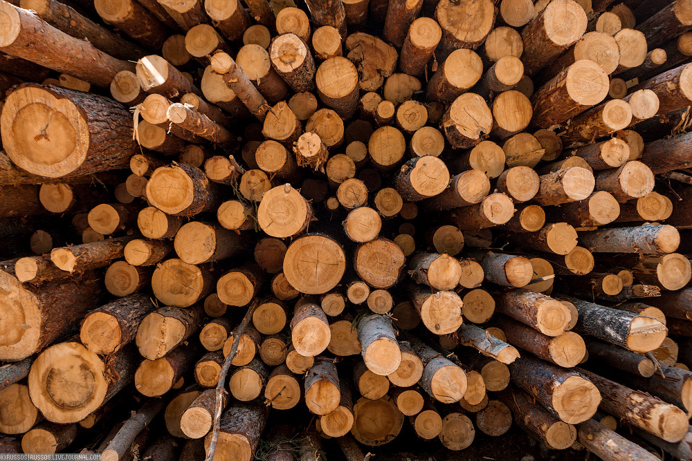 В Ялте будут судить лесника за попытку похищения древесины из заповедника