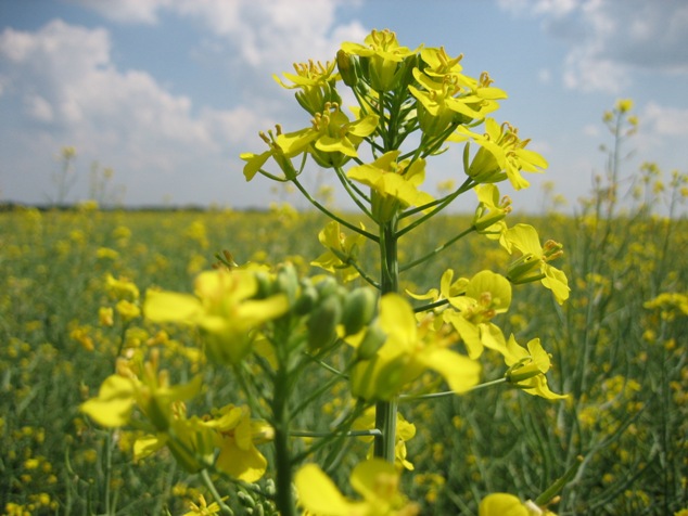 Преимущества рапса как с/х культуры