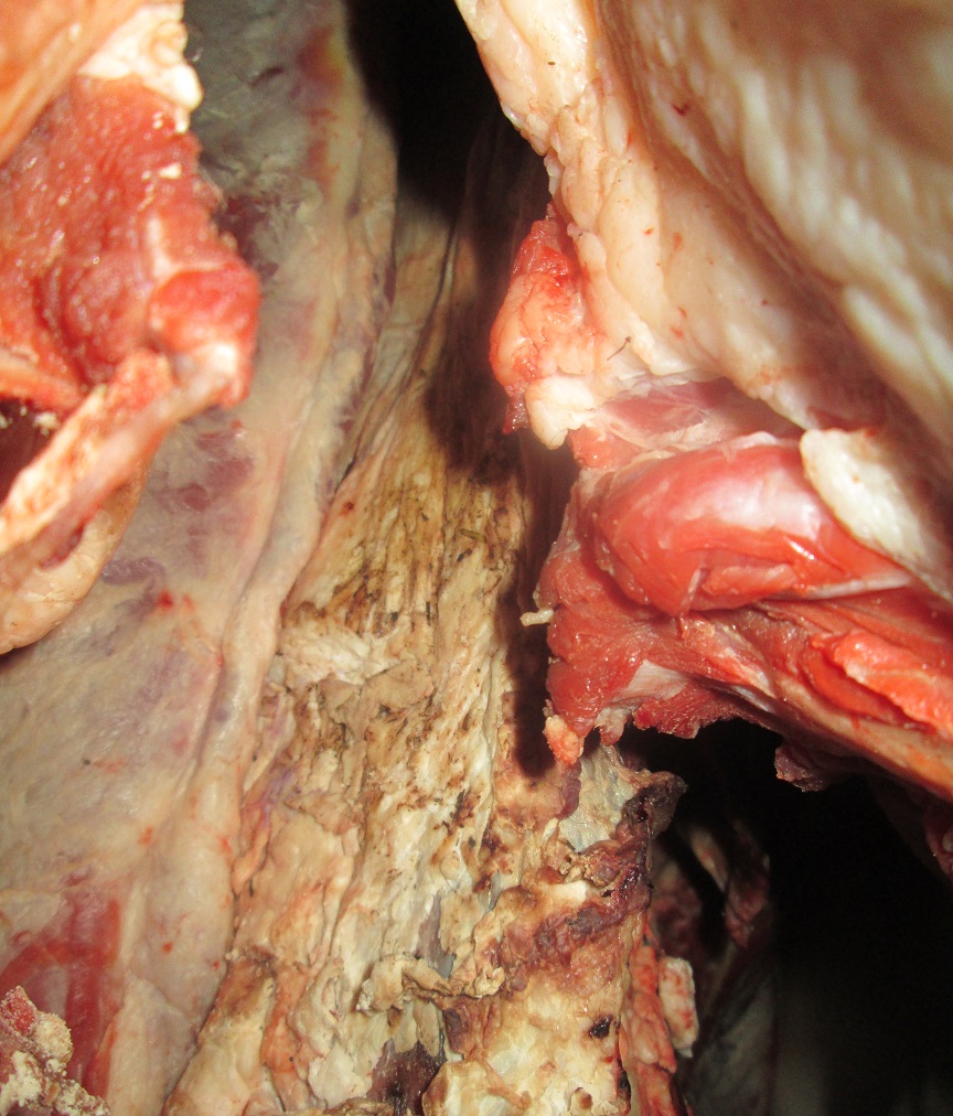 Из Херсонской области в Крым не попала очередная партия недоброкачественной говядины
