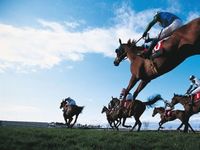 В Белогорском районе состоялось открытие скакового сезона Республики Крым