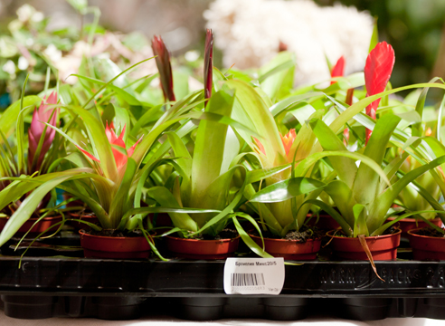 90% украинского импорта растительного происхождения пропускается в Крым