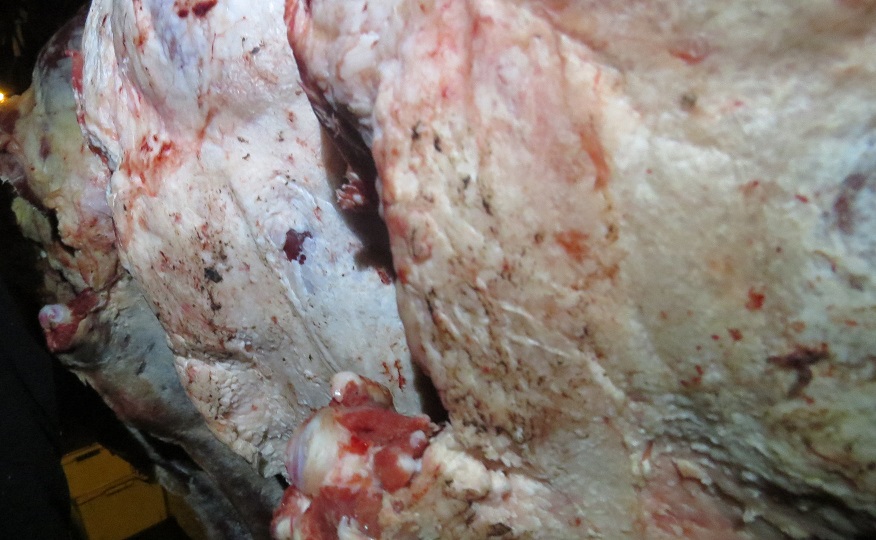 Из Винницкой области Украины в Крым не попала партия опасной говядины в грязи и навозе Из Винницкой области Украины в Крым не попала партия опасной говядины в грязи и навозе