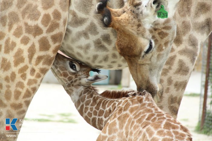 В «Тайгане» зрителям представили новорожденного жирафа