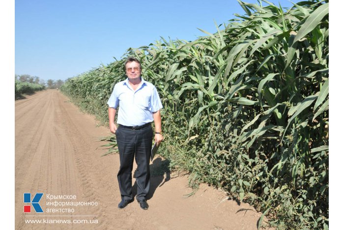 В Крыму обсудили итоги уборки зерновых и эффективность капельного орошения