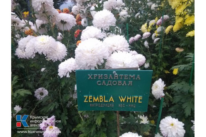 В Никитском ботаническом саду завершился «Бал хризантем»