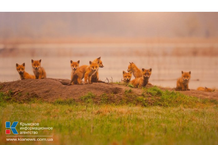 В Севастополе открылась выставка «National Geographic»