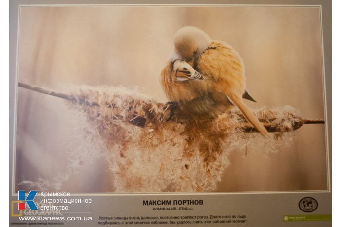 В Севастополе открылась выставка «National Geographic»