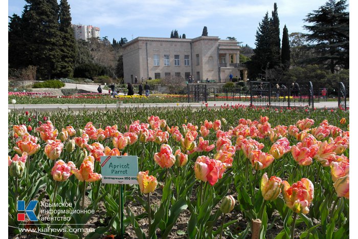 В Никитском ботаническом саду расцвели тюльпаны